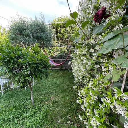 Nela * Shkodër